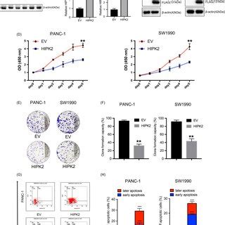 Hipk Negatively Regulates Proliferation Of Pancreatic Cancer Cells