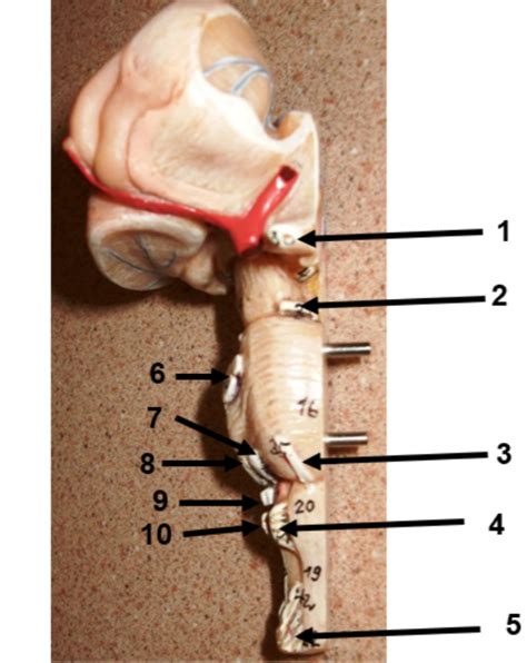 Brain Stem Diagram Quizlet