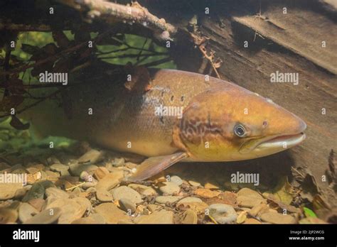 A Freshly Run Salmon Salmo Salar With Sea Liice Takes Refuge Under