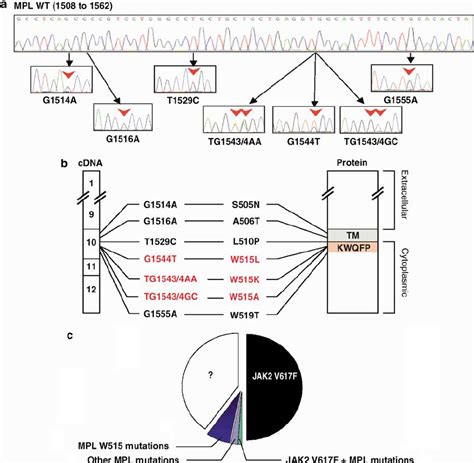 Detection Of Mpl Mutations In The Exon Corresponding To The