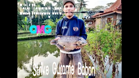 Edisi Mancing Empang Strike Gurame Babon Ukuran 5 Kg YouTube