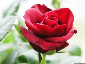 20 Rare Red Climbing Rose Seeds