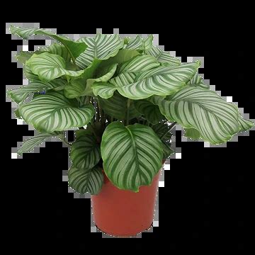 Calathea Orbifolia Gu A Completa De Cuidados B Sicos Y Avanzados