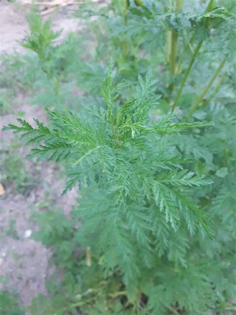 Slatki Pelin Artemisia Annua 200 Grama