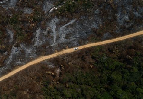 Natura Cria Plataforma Para Monitorar Desmatamento Na Amaz Nia Em Tempo