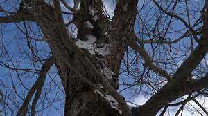 Thanksgiving travelers can expect rain, snow Nov. 30 in Binghamton