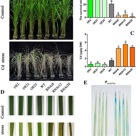 Cd Stress Of Osgstu6 Transgenic Plants A Phenotypes Of Wild Type Wt