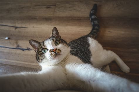 Pouncing into Playtime: Meet the Top 10 Most Playful Cat Breeds - Fuzzy