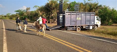 Estradas A O Da Prf Apreende Animais Soltos Em Rodovias Federais