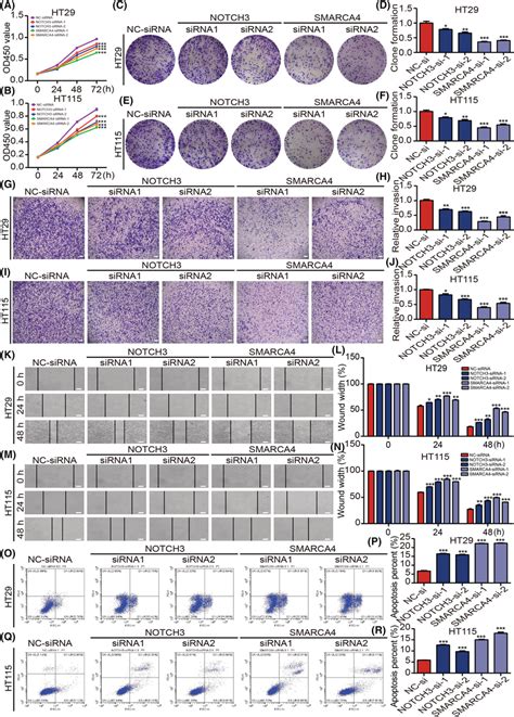 Both Notch3 And Smarca4 Can Regulate The Proliferation Invasion Download Scientific Diagram