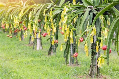 Fruta del dragón beneficios de la pitaya