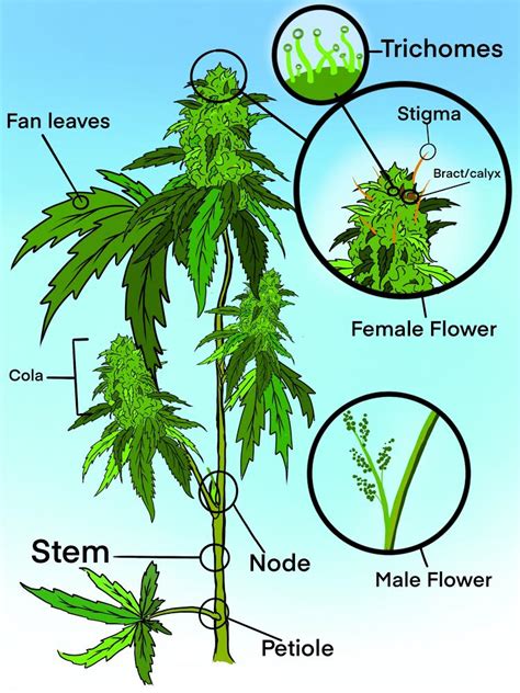 Cannabis Plant Anatomy Chart