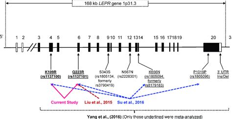 A Schematic Diagram Of Lepr Exon Intron Gene Structure Spanning