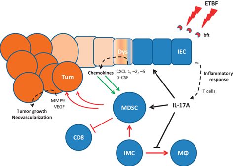 Proposed model for interleukin-17 (IL-17) recruitment of... | Download ...