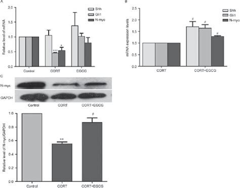 Pdf − Epigallocatechin 3 Gallate Protects Pc12 Cells Against