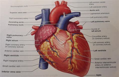 Bio Cardiovascular Lab Exam Study Guide Flashcards Easy Notecards