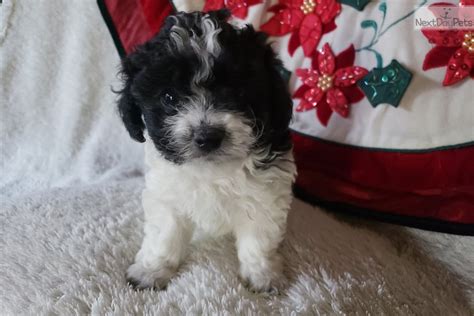 Chip Malti Pom Maltipom Puppy For Sale Near Los Angeles California