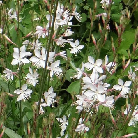 Gaura Blanche Vivace Agencement De Jardin Aux Meilleurs Prix