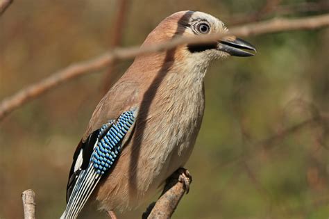 Geai Des Chênes Garrulus Glandarius Le Jardin Des Oiseaux