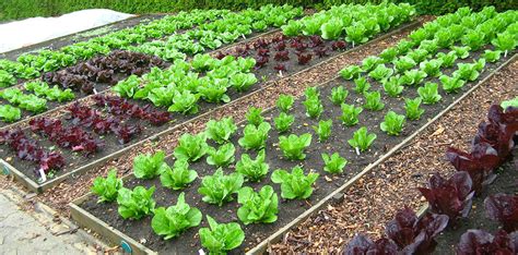 Benefits Of Organic Farming Over Conventional Farming - The Plant Guide