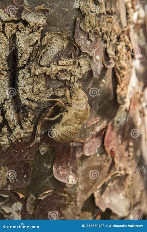 Dried Shell Of Cicada Stock Photo Image Of Conifer 258650738