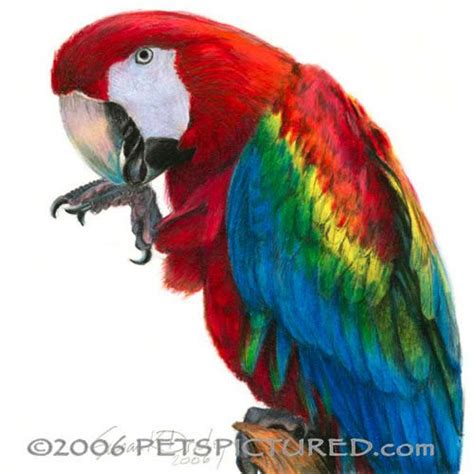 Scarlet Macaw - Colored pencil portrait drawing by Susan Donley | Bird drawings, Macaw, Color ...