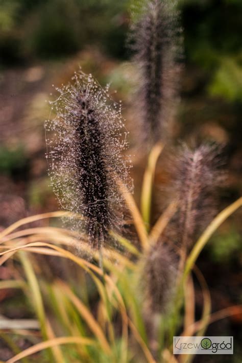 Rozplenica Japo Ska Viridescens Pennisetum Alopecuroides Krzewogr D