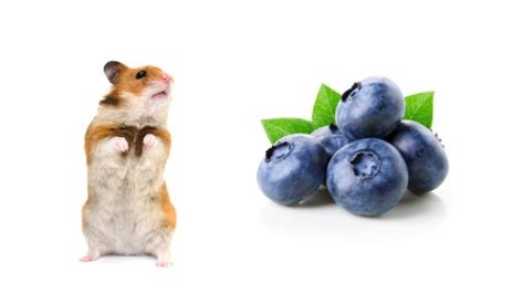 Can Hamsters Eat Blueberries Pet Diet Guide