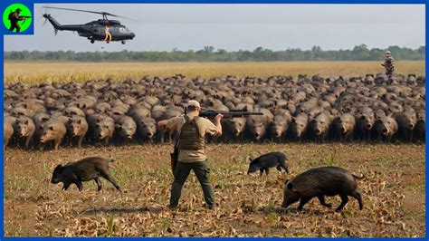 How Do Hunters And American Farmers Deal With Millions Of Wild Boars Farming Documentary Youtube