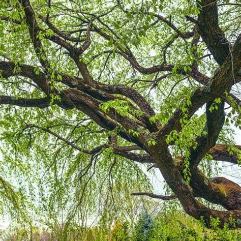 Corkscrew Willow Salix Matsudana Tortuosa Unique And Beautiful