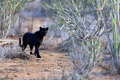 Extremely Rare Black Leopard Becomes The Ever To Be Photographed In