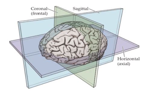 Lecture Intro To Neuroscience Flashcards Quizlet