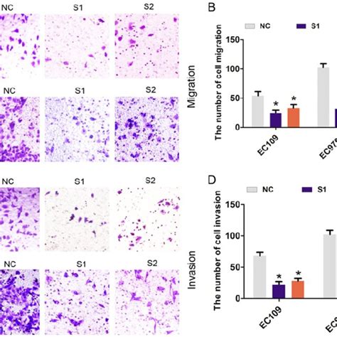 Linc Knockdown Inhibited Escc Cell Migration And Invasion In