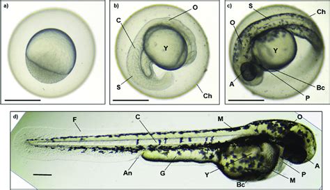 Images Of Normal Zebrafish Embryogenesis Showing Stages Of Development