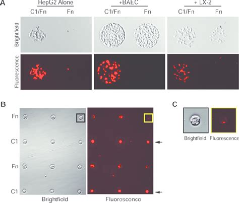 Extracellular Matrix Ecm Arrays Support Cocultures Of Hepg2 Cells