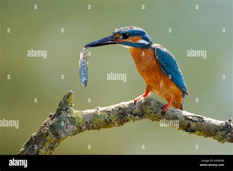 Kingfisher Alcedo Atthis With Prey Trout Male Stock Photo Alamy