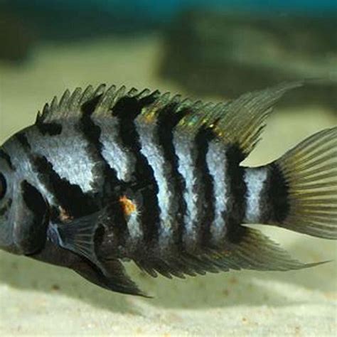 Do Cichlids Need Special Water Diy Seattle