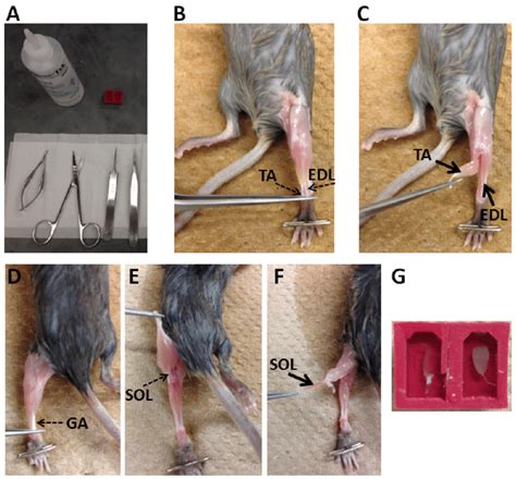 Procedure Of Dissection Muscles From A Mouse A Tools Used To Dissect