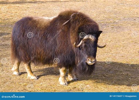 Muskox Royalty Free Stock Photography Image 14115637