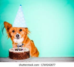 Funny Dog Birthday Cake Hat Stock Photo (Edit Now) 1812548275