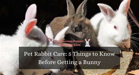 Pet Rabbit Care: 5 Things to Know Before Getting a Bunny - Californian ...