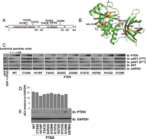 Pten Lipid Phosphatase Activity A A Diagram Representing Pten