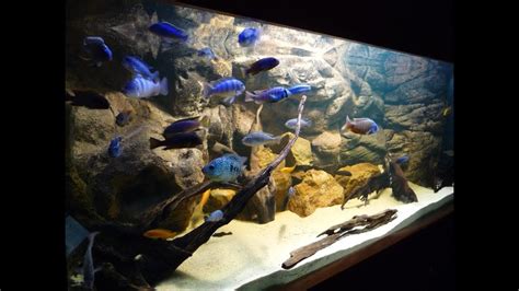 Lake Malawi African Cichlid Fish Tank Blue Yabby Oscar Youtube