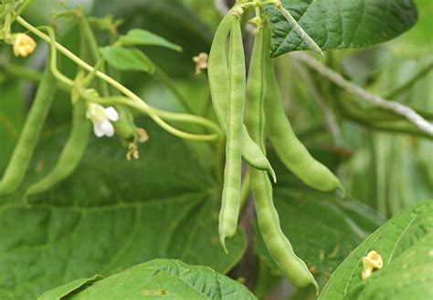 Semer les haricots verts avec la Lune en 5 étapes Détente Jardin