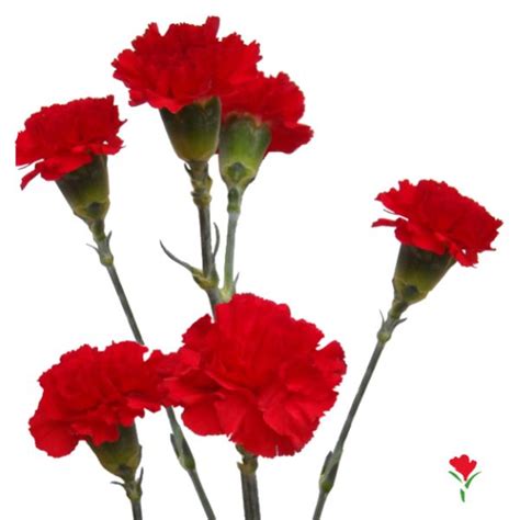 Red Spray Carnation From Flores Funza Variety Aragon Availability