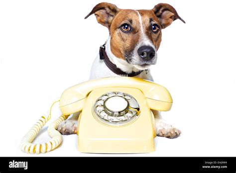 Dog Phone Call Stock Photo Alamy