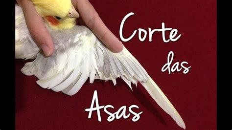 Corte Correto Das Asas Calopsita Como Cortar Asas YouTube