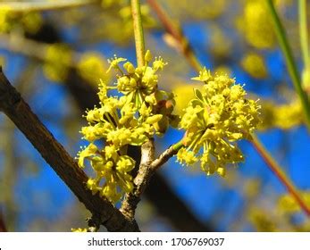 2,270 Cornelian Cherry Flower Images, Stock Photos & Vectors | Shutterstock