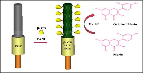 Schematic Representation Of Electrocatalytic Oxidation Of Morin At β Cd