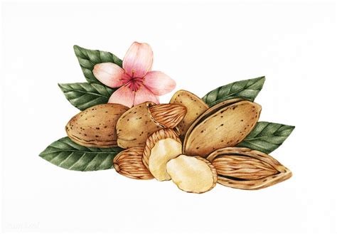 Hand Drawn Sketch Of Almonds Free Image By Rawpixel Manos